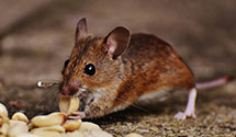 24 Hour & Emergency Exterminators in Rupert, WV